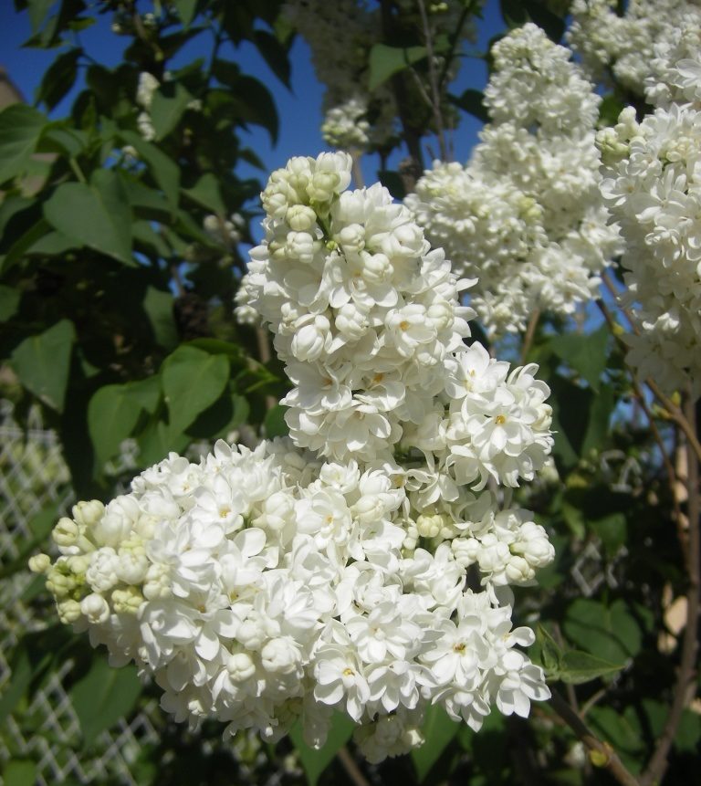 Flores lilas blancas