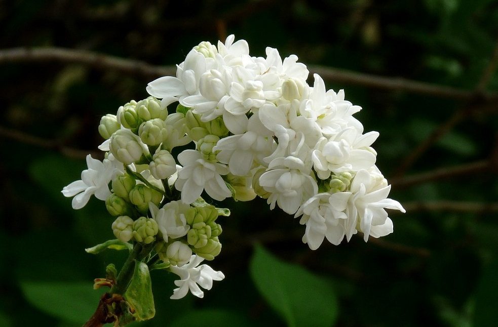Lilas silvestres blancas