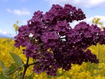 Fotos de lilas purpuras