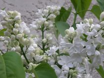 Lilas blancas